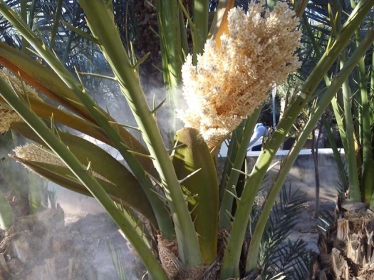 polen palmera